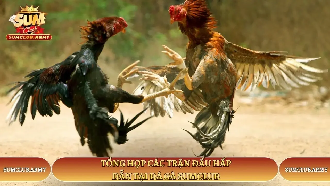 Tổng hợp các trận đấu hấp dẫn tại đá gà Sumclub