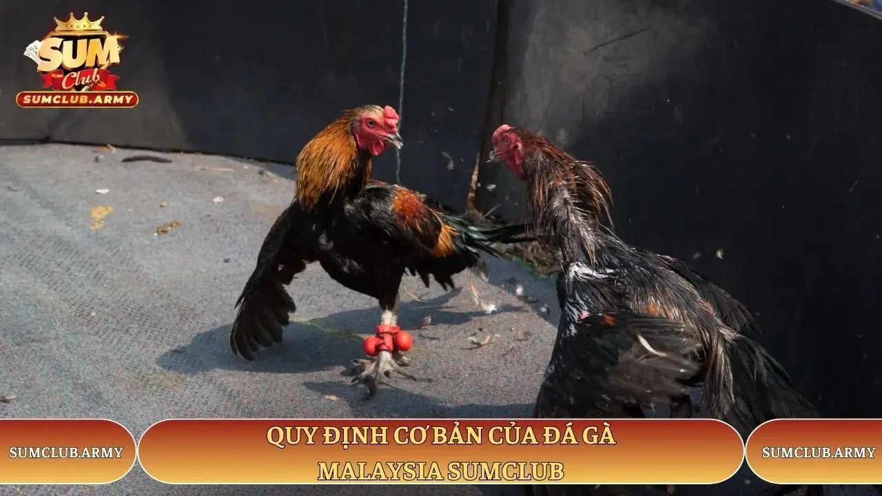 Quy định cơ bản của đá gà Malaysia Sumclub