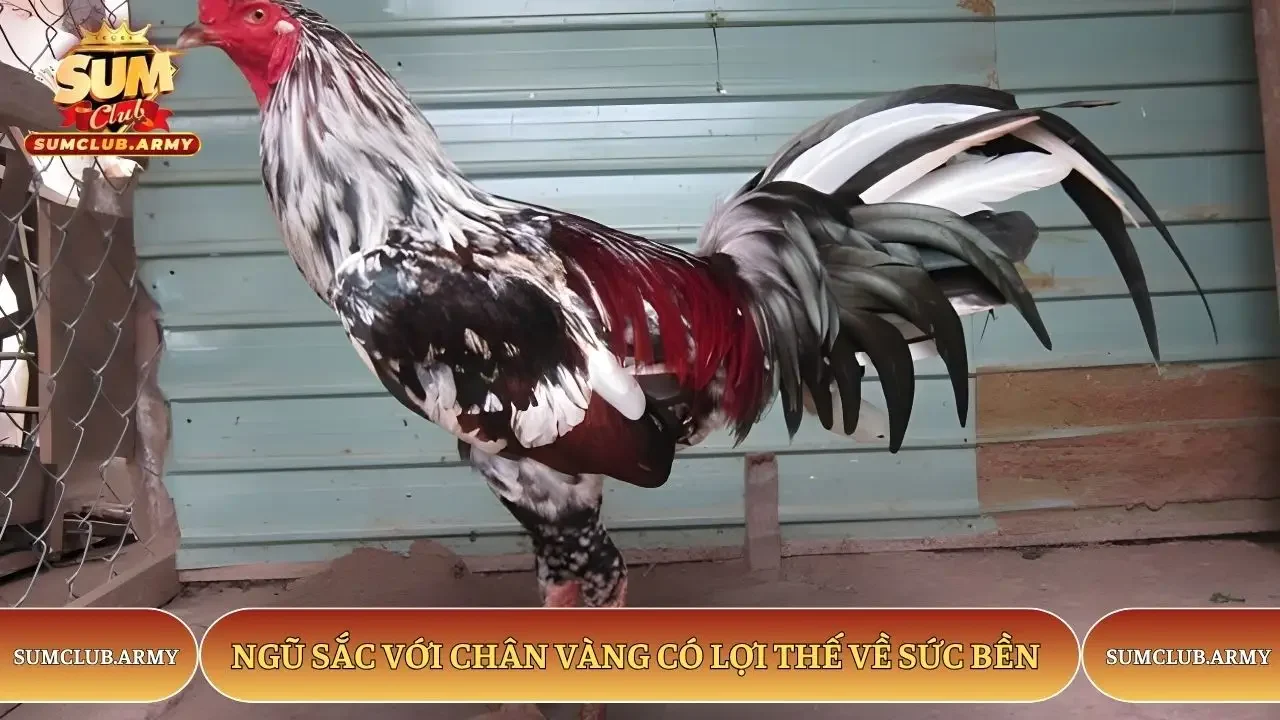 Ngũ sắc với chân vàng có lợi thế về sức bền